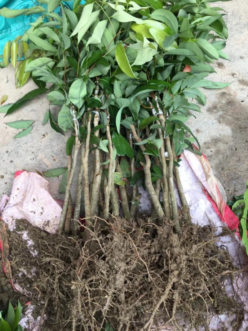 妃子笑荔枝苗中早熟品种核小肉厚多汁好吃品种嫁接苗