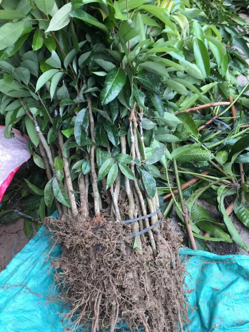 妃子笑荔枝苗中早熟品种核小肉厚多汁好吃品种嫁接苗