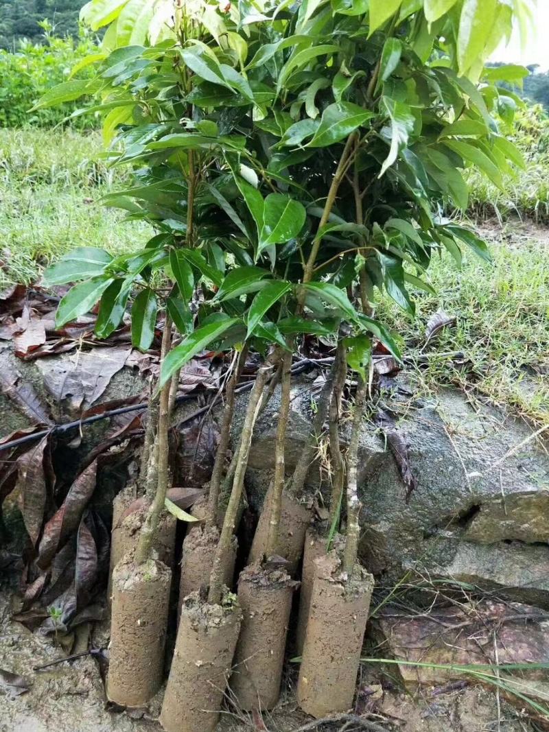 妃子笑荔枝苗中早熟品种核小肉厚多汁好吃品种嫁接苗