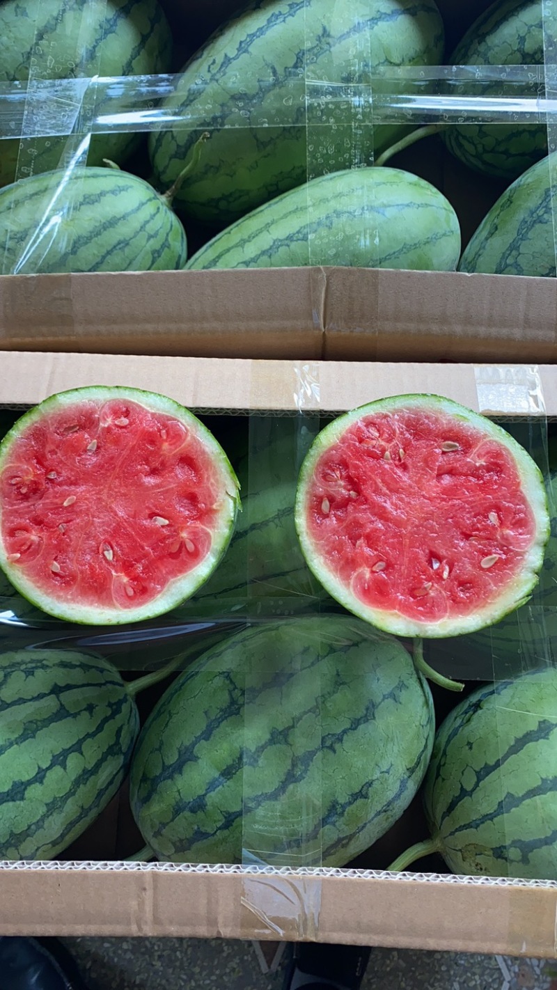 早春红玉万亩基地量大质优