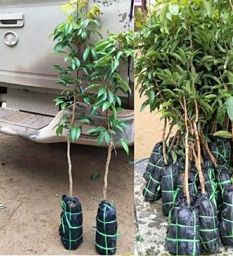 妃子笑荔枝苗中早熟品种核小肉厚多汁好吃品种嫁接苗