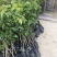 妃子笑荔枝苗中早熟品种核小肉厚多汁好吃品种嫁接苗