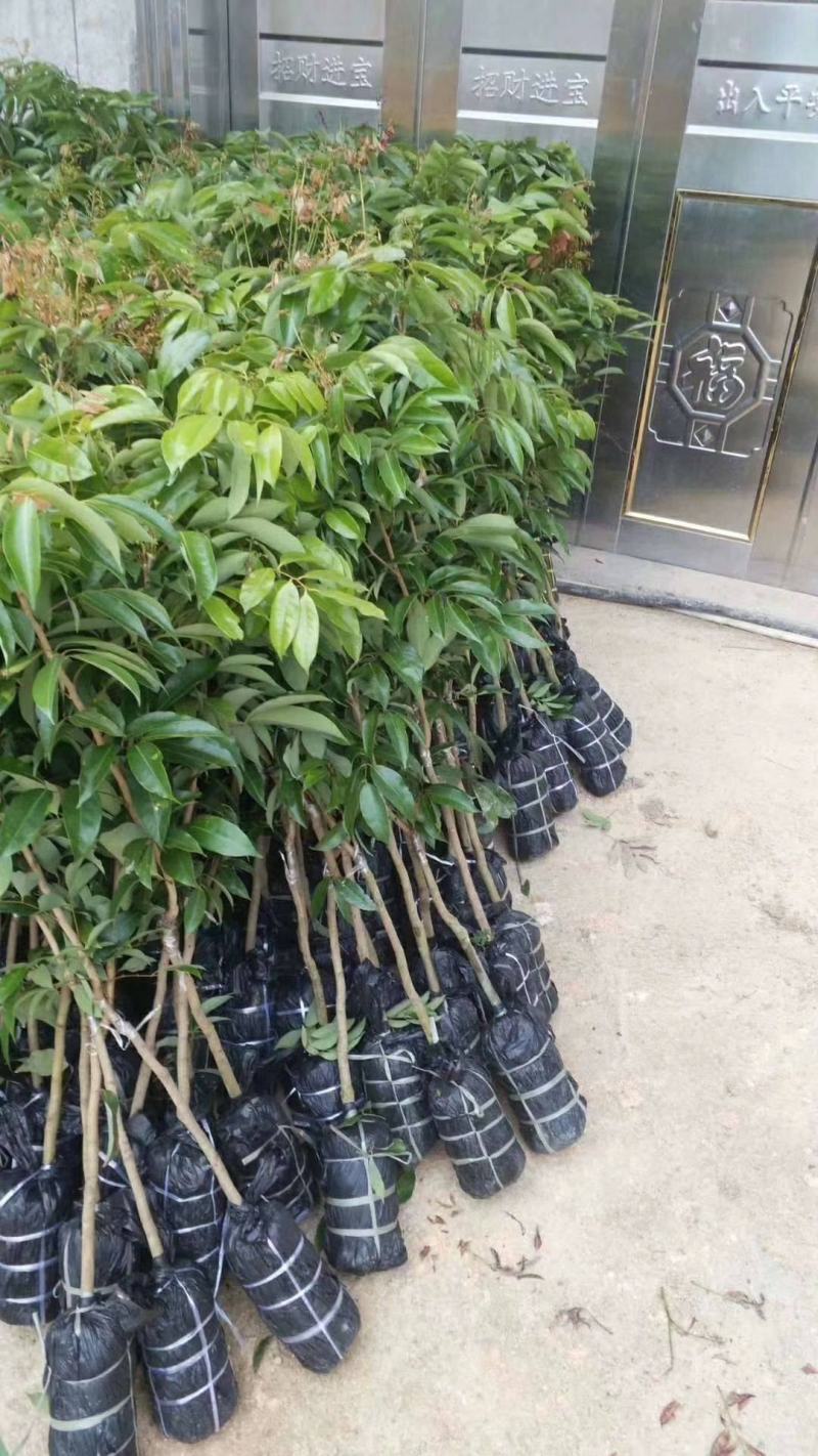 妃子笑荔枝苗中早熟品种核小肉厚多汁好吃品种嫁接苗