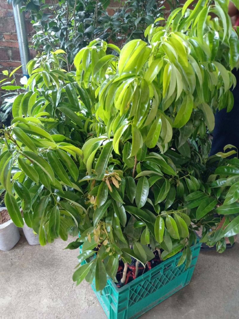 妃子笑荔枝苗中早熟品种核小肉厚多汁好吃品种嫁接苗