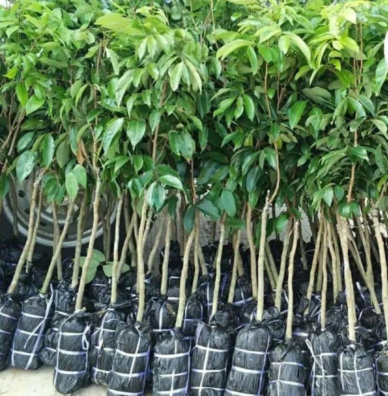 妃子笑荔枝苗中早熟品种核小肉厚多汁好吃品种嫁接苗