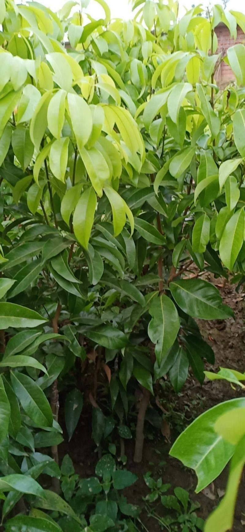 妃子笑荔枝苗中早熟品种核小肉厚多汁好吃品种嫁接苗