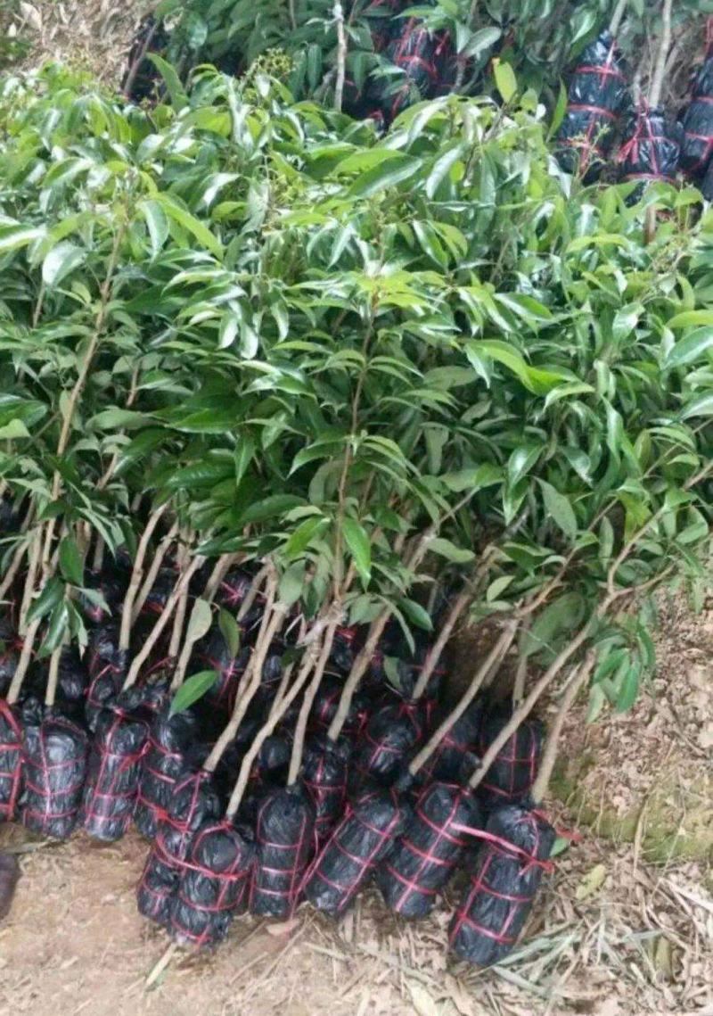 妃子笑荔枝苗中早熟品种核小肉厚多汁好吃品种嫁接苗