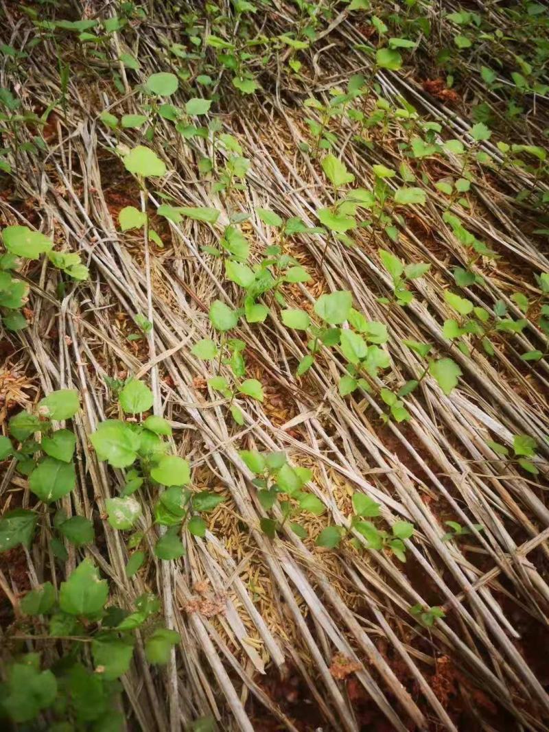 江西枫香芽苗，造林树种，苗圃直供，走量批发