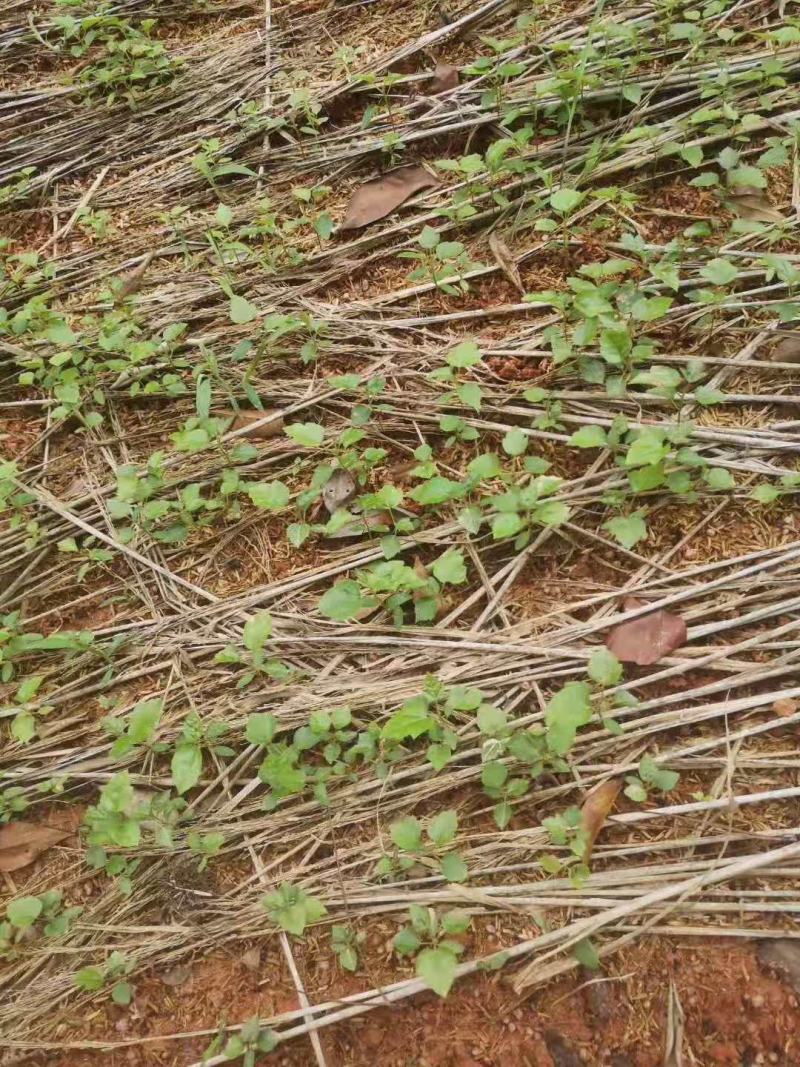 江西枫香芽苗，造林树种，苗圃直供，走量批发