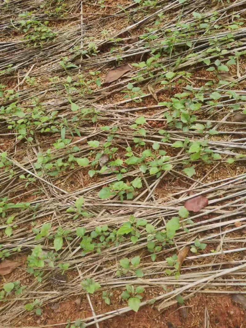 江西枫香芽苗，造林树种，苗圃直供，走量批发