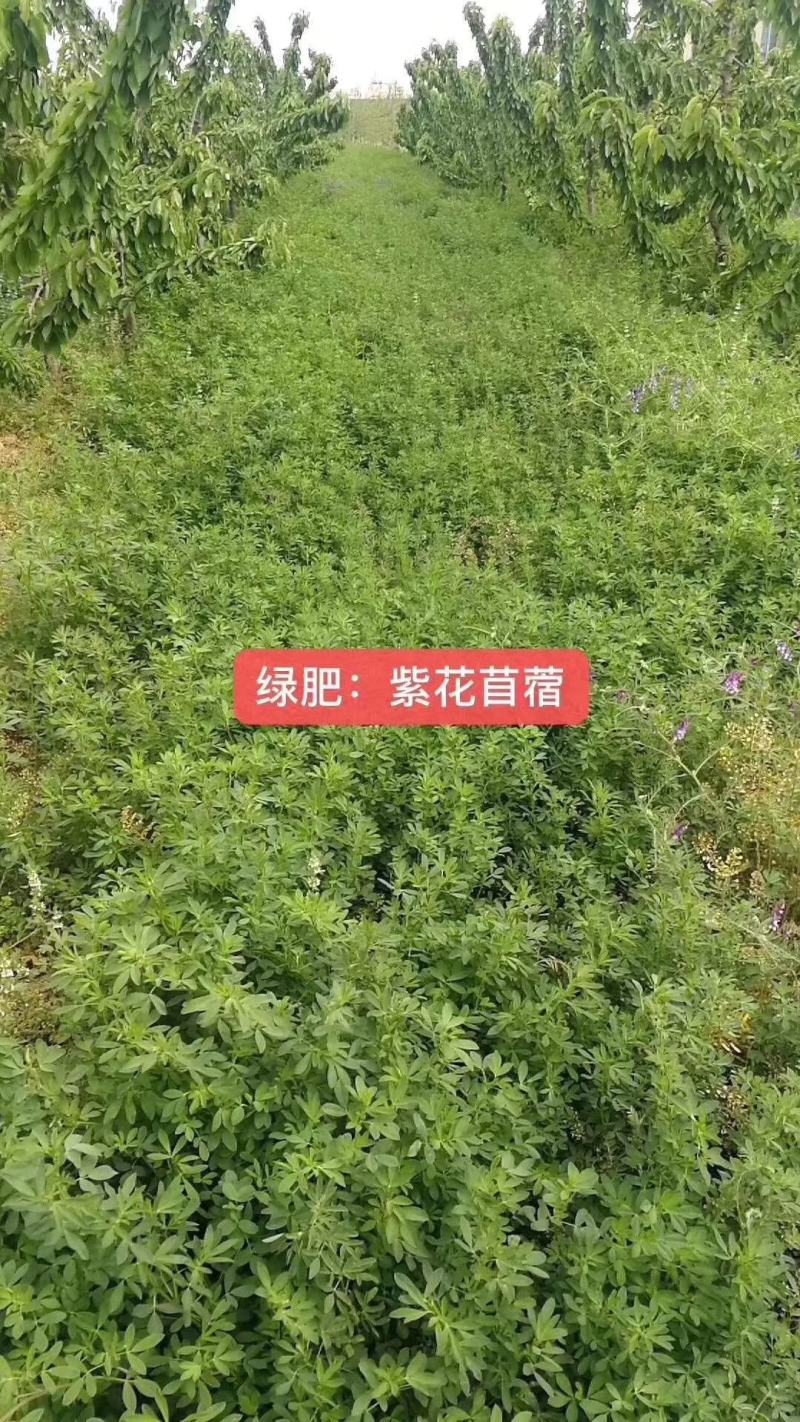 紫花苜蓿蛋白含量高,用于养殖或绿化都适宜