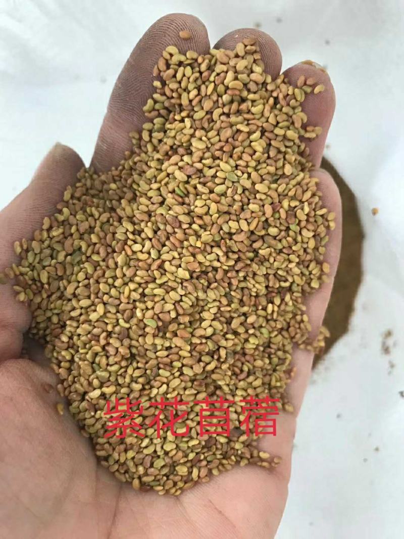 紫花苜蓿蛋白含量高,用于养殖或绿化都适宜