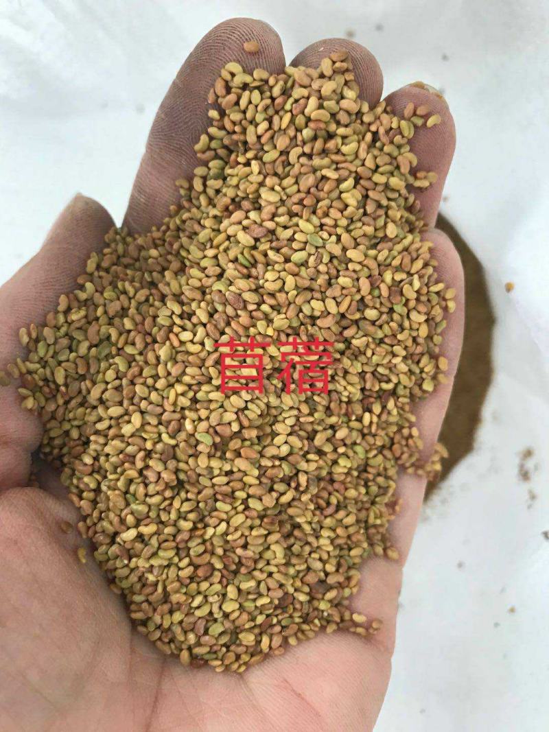 紫花苜蓿蛋白含量高,用于养殖或绿化都适宜