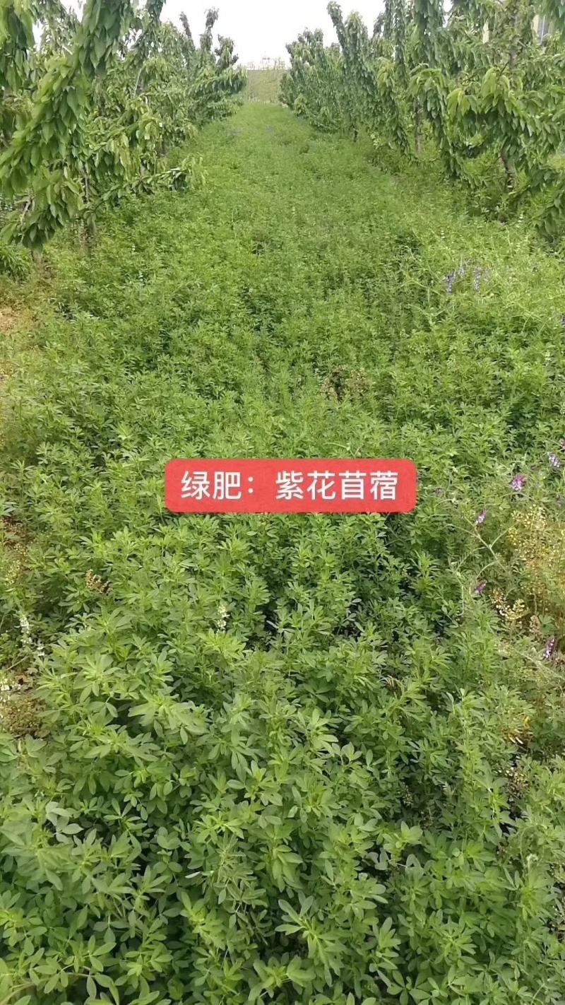 紫花苜蓿蛋白含量高,用于养殖或绿化都适宜