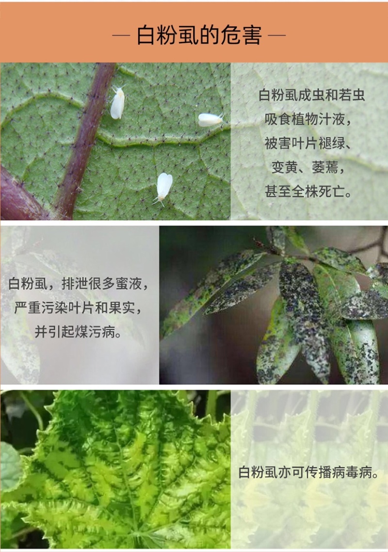 联菊啶虫脒抗性白粉虱飞虱蚜虫小黑飞粉虱杀虫剂