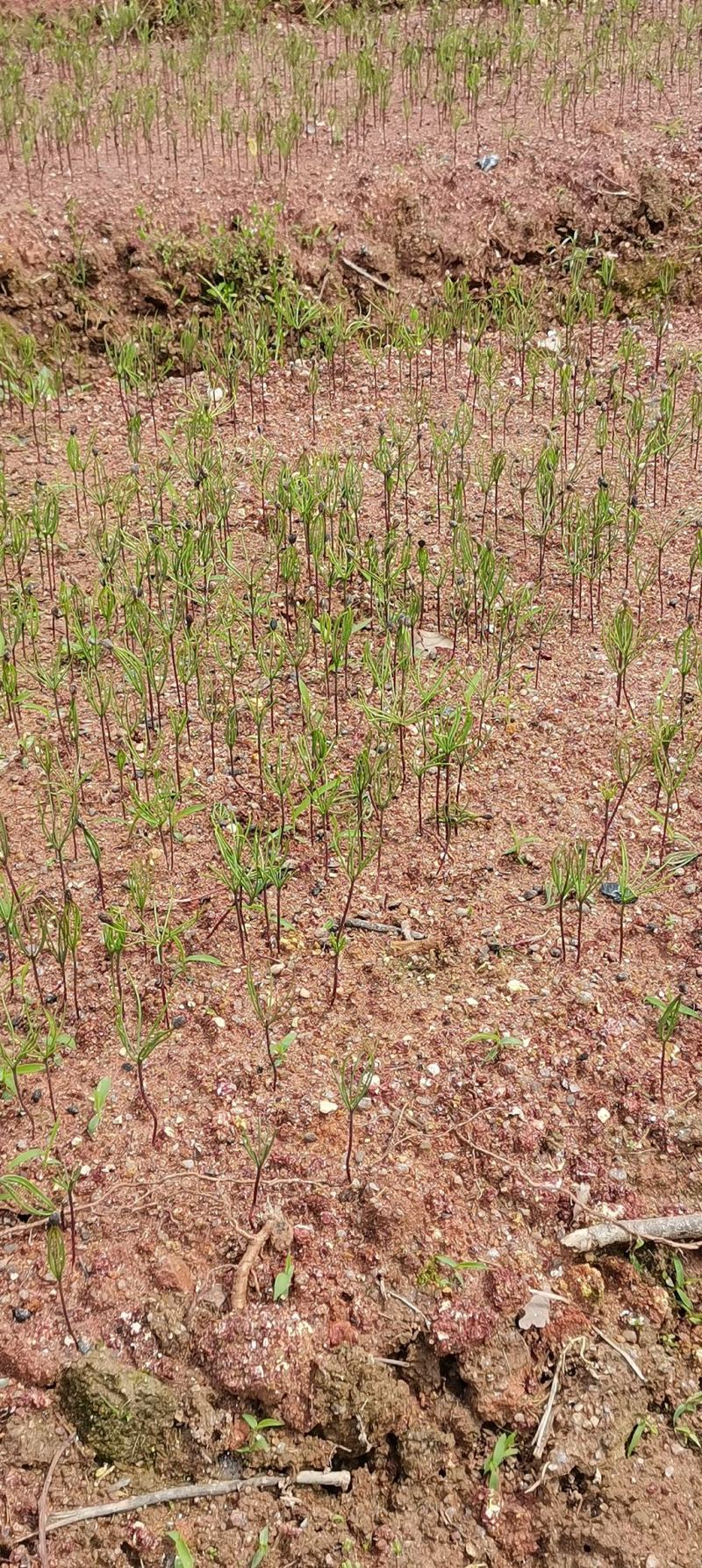 湿地松芽苗，江西湿地松，湿地松杯苗，苗圃直供，自产自销