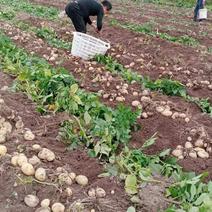 新鲜黄心土豆，当天挖，当天装，不过夜，20年种植经验。