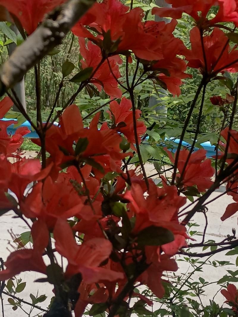 沐月关注漫山遍野的映山红！美不胜收！拍照技术不好