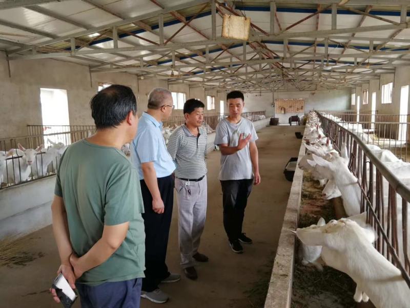 【精品】萨能奶山羊陕西奶山羊厂家直发成活保障提供技术支持