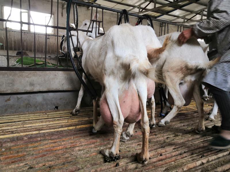 【精品】萨能奶山羊陕西奶山羊厂家直发成活保障提供技术支持