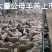 【精品】萨能奶山羊陕西奶山羊厂家直发成活保障提供技术支持