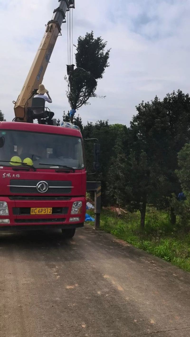 大量供应14-20公分罗汉松，中叶罗汉松江西罗汉松