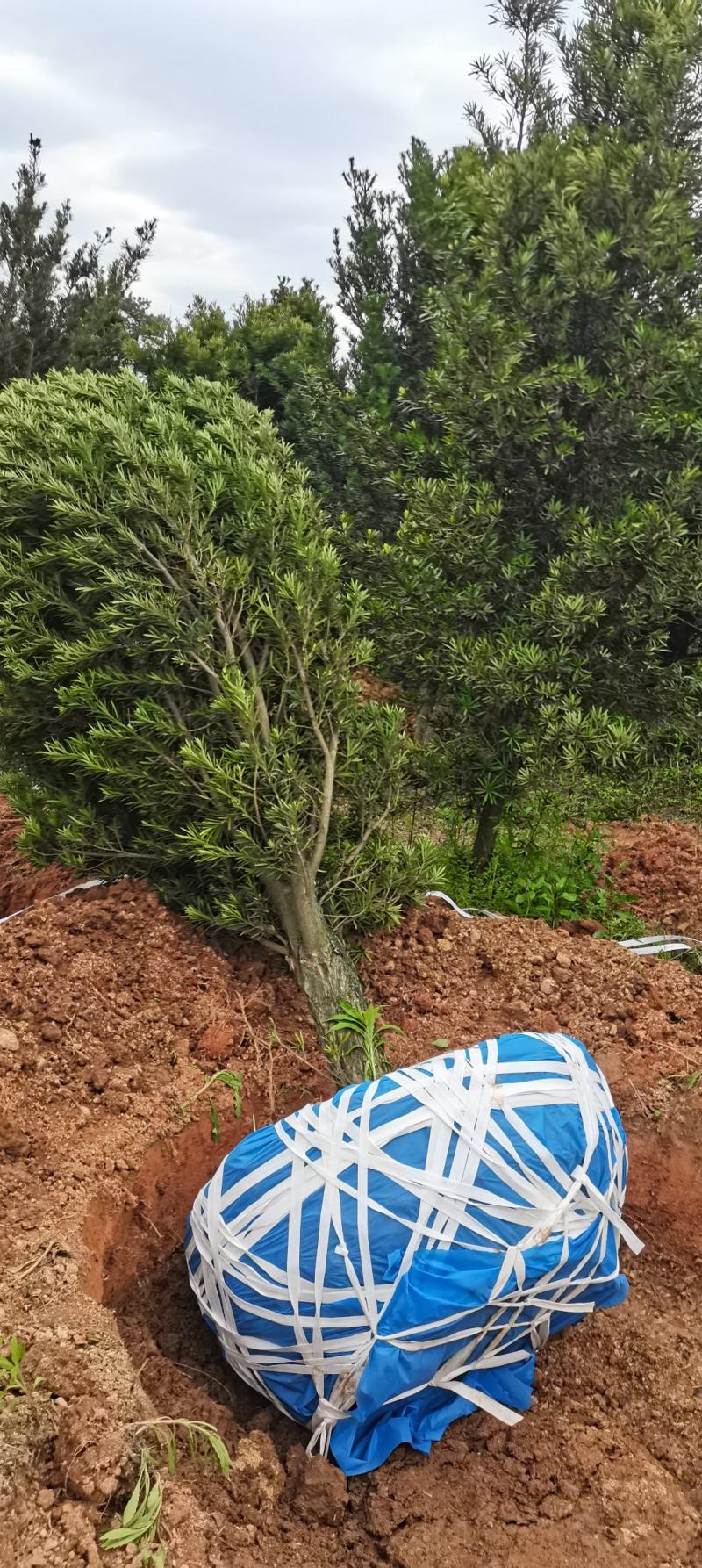 大量供应14-20公分罗汉松，中叶罗汉松江西罗汉松