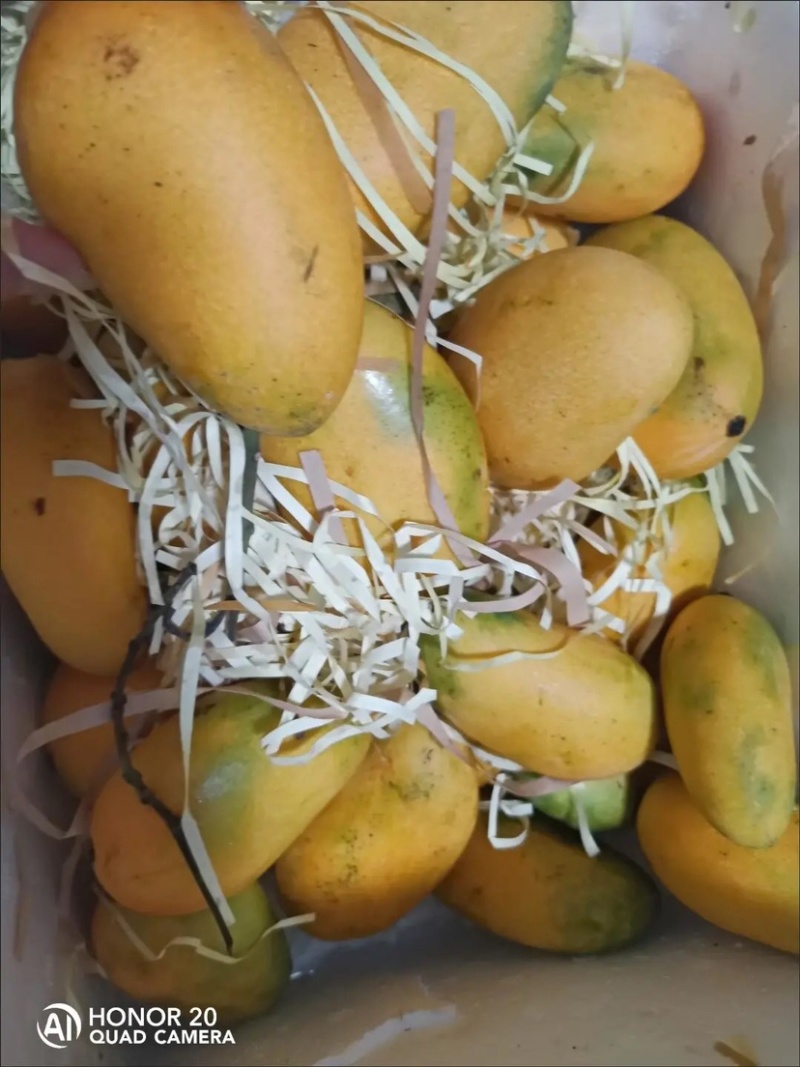 小台农芒