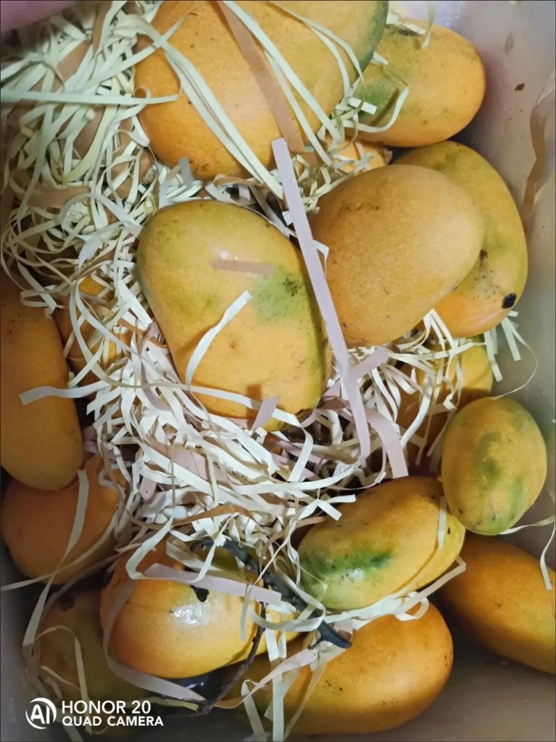 小台农芒