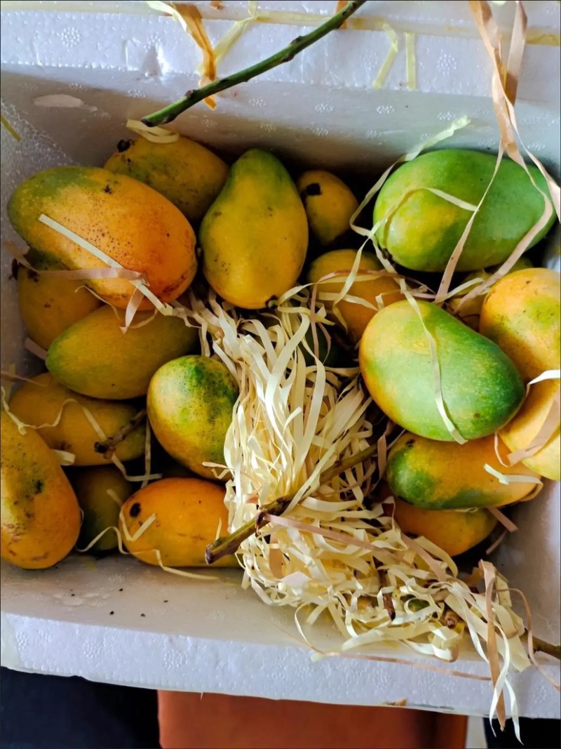 小台农芒