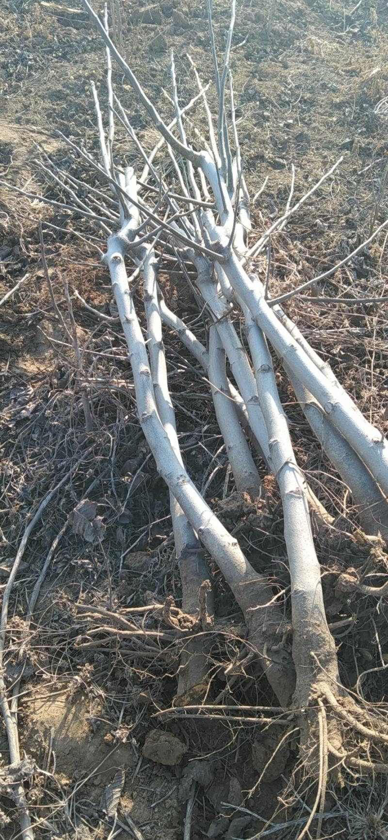 三公分以上核桃树，根系发达，有需要联系！