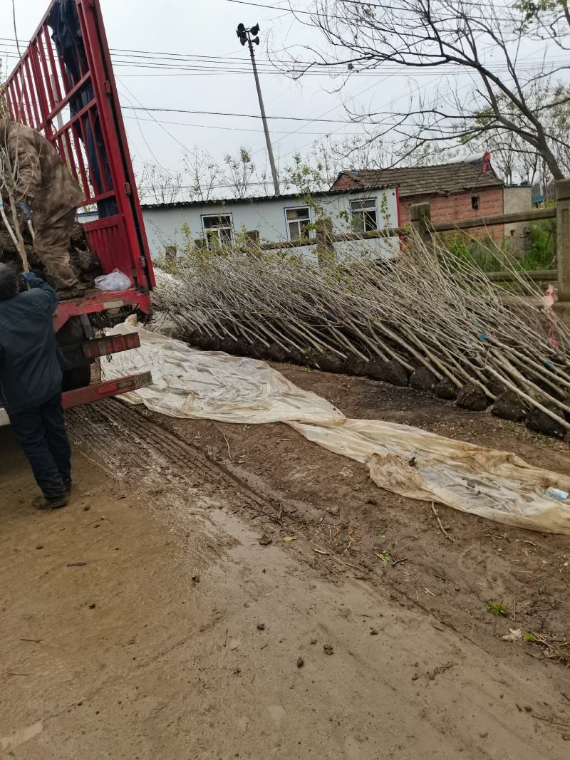紫荆独杆丛生量大从优支持视频看货