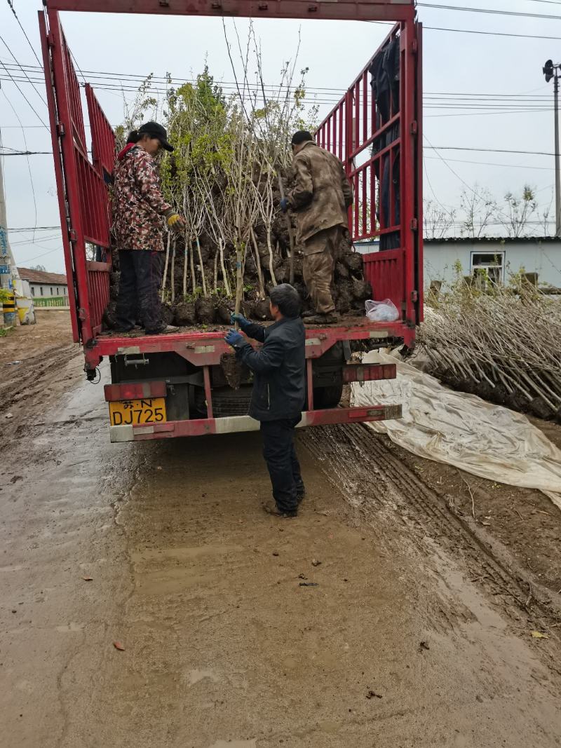 紫荆独杆丛生量大从优支持视频看货