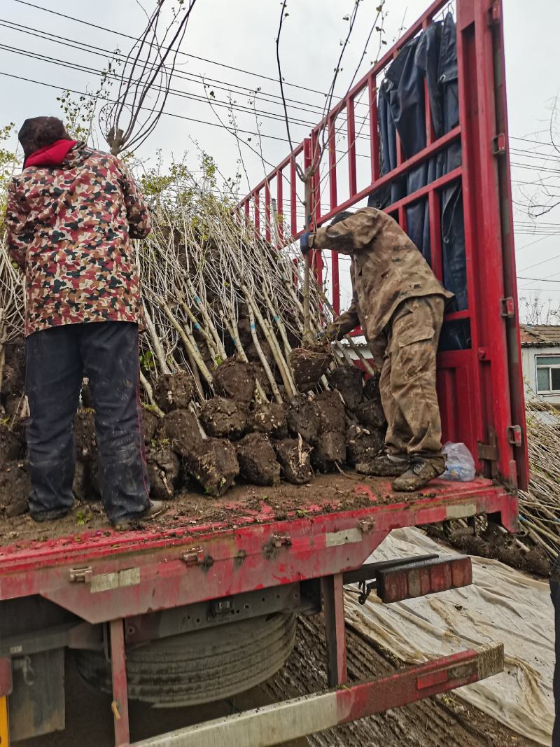 紫荆独杆丛生量大从优支持视频看货