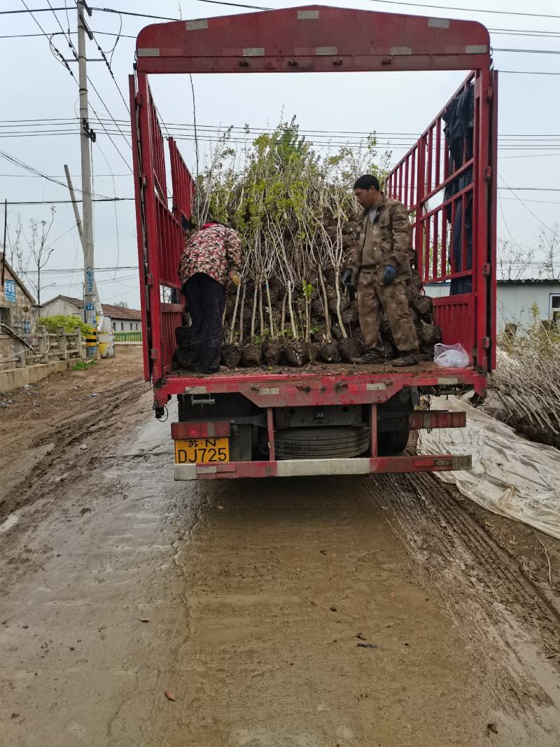 紫荆独杆丛生量大从优支持视频看货