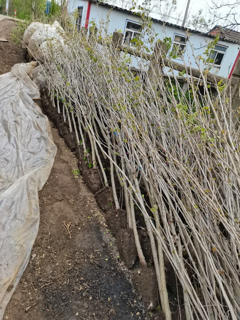 紫荆独杆丛生量大从优支持视频看货