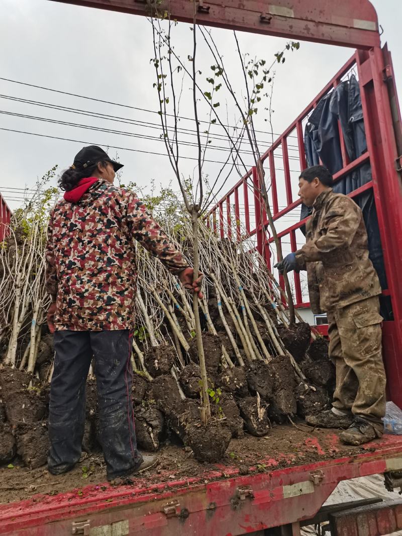 紫荆独杆丛生量大从优支持视频看货
