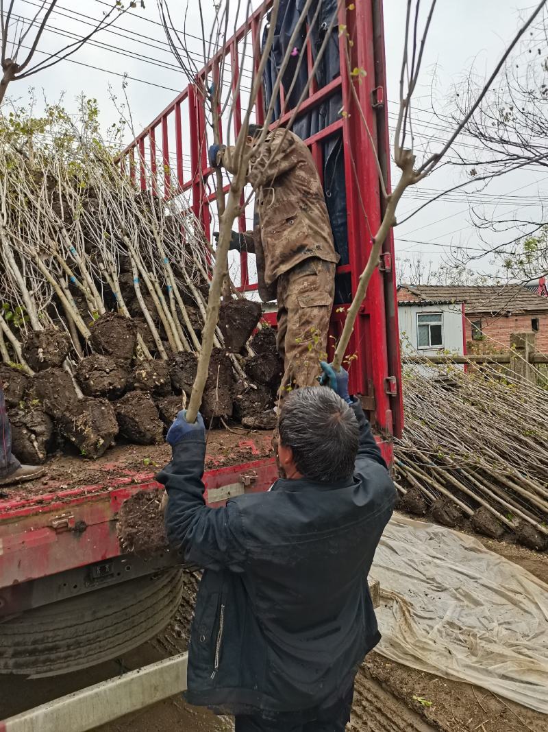 紫荆独杆丛生量大从优支持视频看货