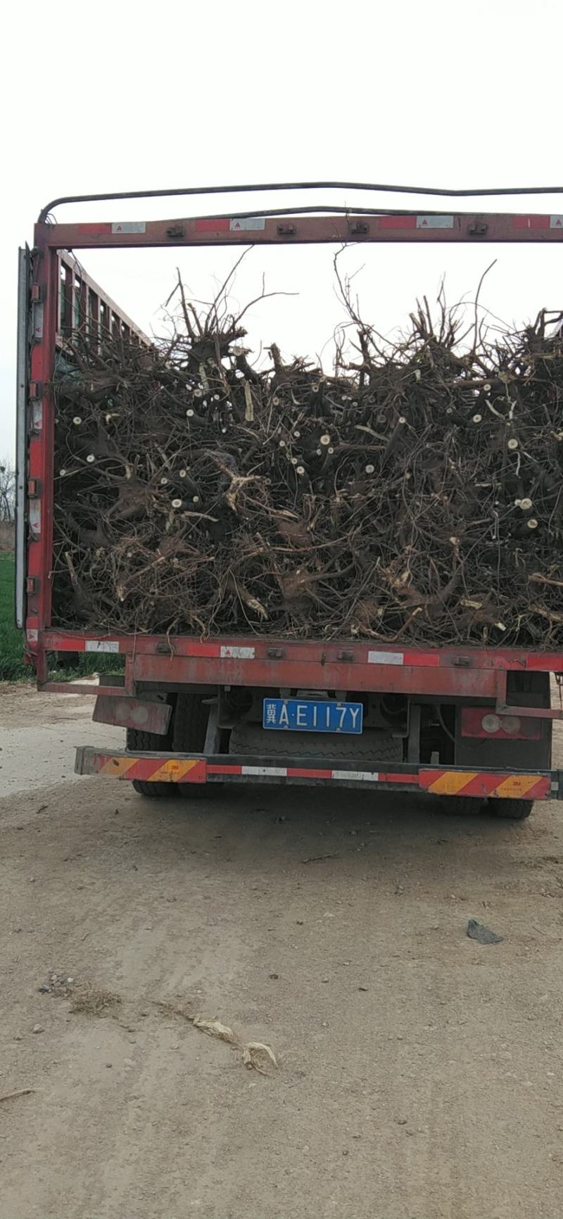 紫穗槐，五公分以上，好二级以上质量，根系发达，看上的联系