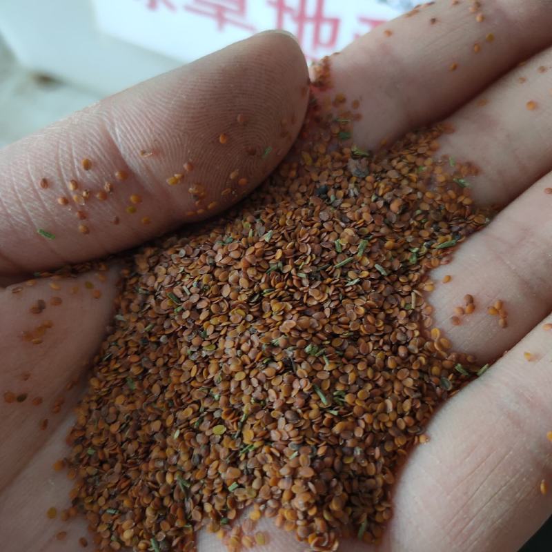 香雪球种子多年生草本植物室内露地栽培进口多年生花卉种子