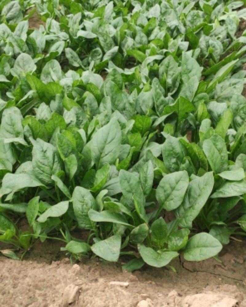 大叶菠菜大量上市，叶片绿，无病叶，欢迎各地老板前来采购
