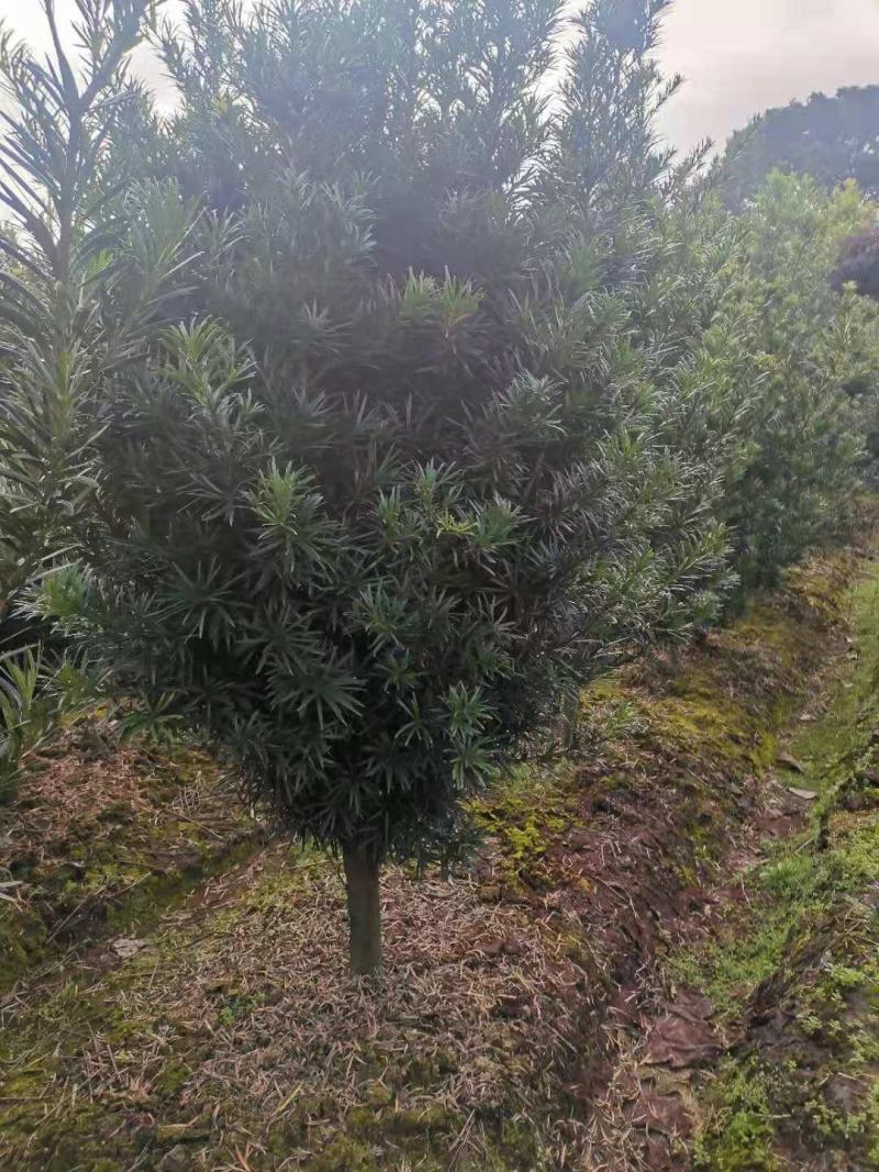 大量供应5公分罗汉松，1-10公分罗汉松大量供应