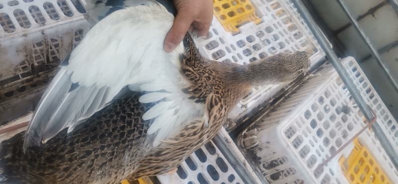 天府麻鸭纯鸭母