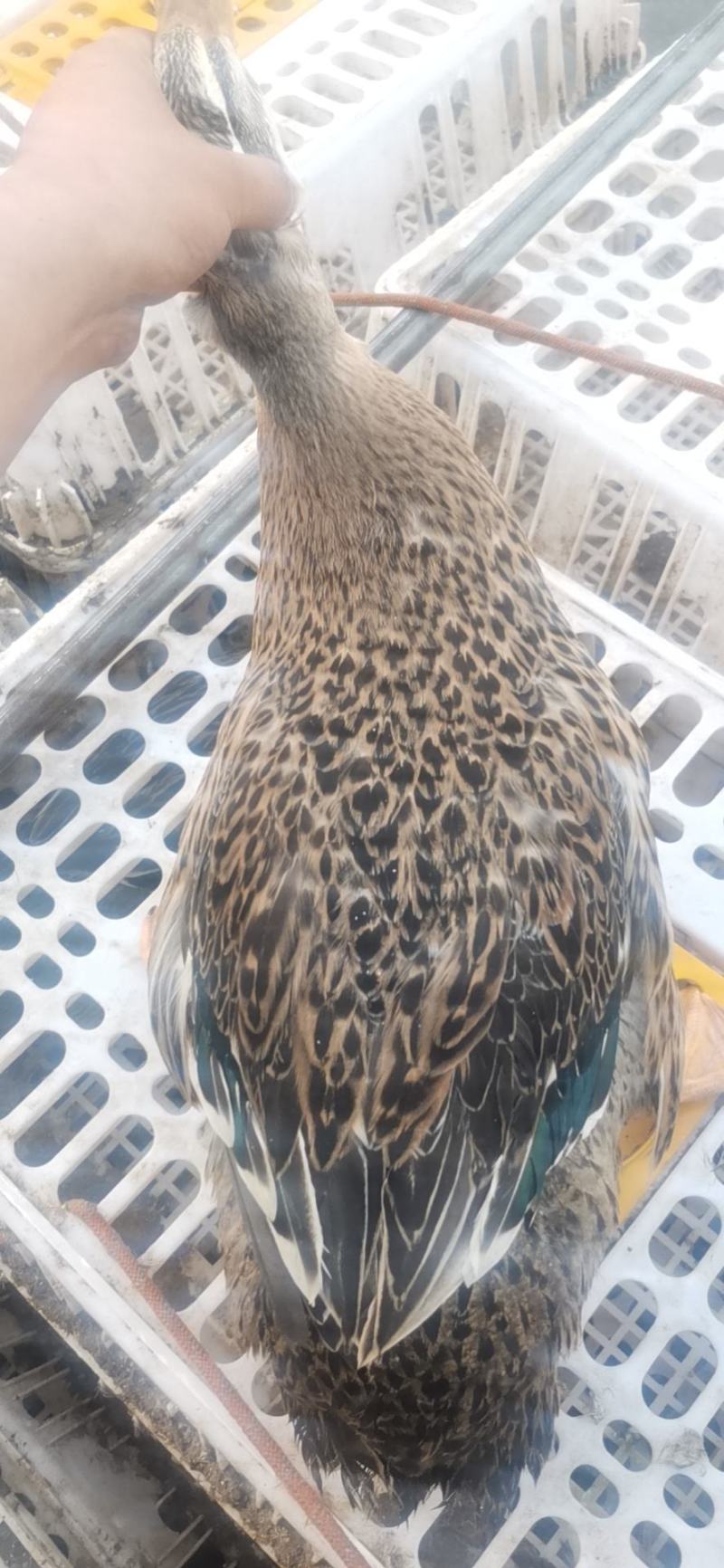 天府麻鸭纯鸭母