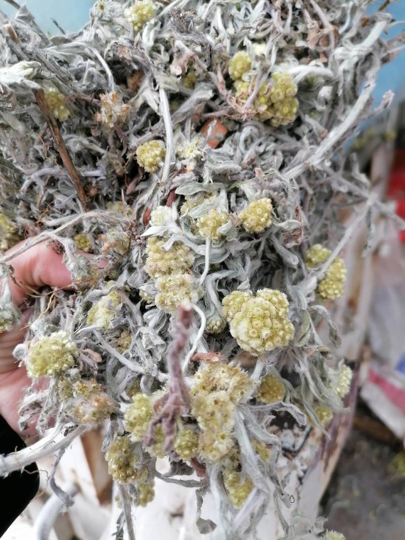 鼠曲草新货野生：零售批发：一手货源：产地直发支持现场看货