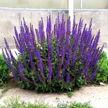 鼠尾草花种子四季播种多年生宿根景观花卉一串蓝一串红种