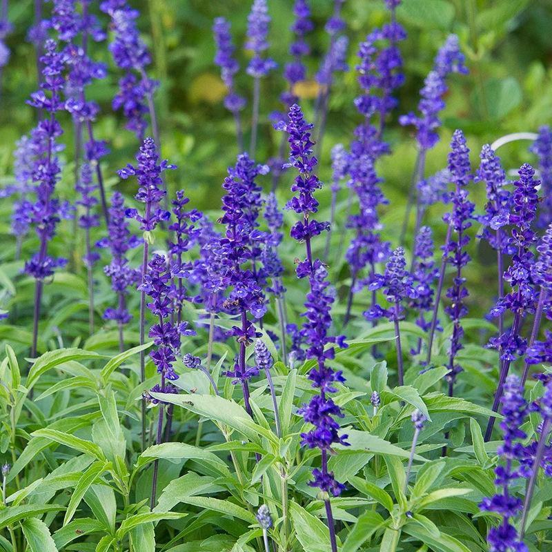 鼠尾草花种子四季播种多年生宿根景观花卉一串蓝一串红种