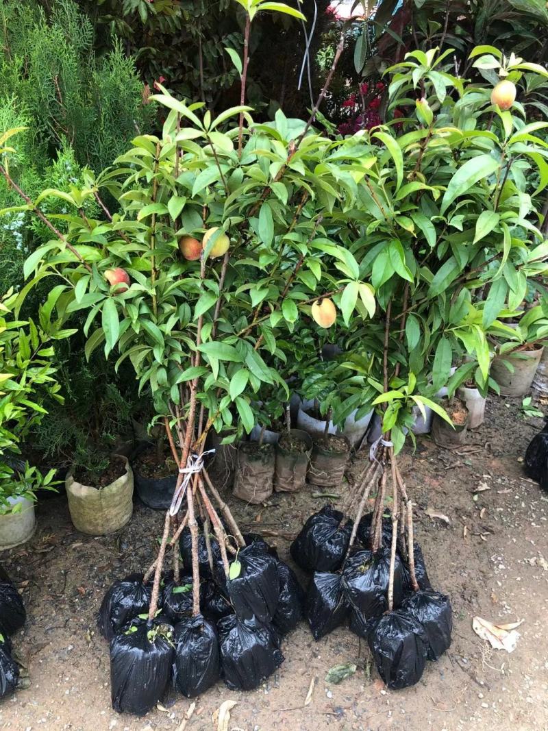 水蜜桃苗，大果脆甜高产品种，南北方适合种，嫁接苗