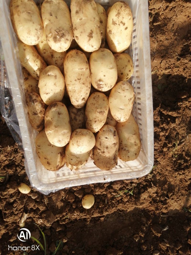 山东土豆泰安肥城四膜棚土豆新土豆大量供货