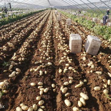 山东土豆泰安肥城四膜棚土豆新土豆大量供货